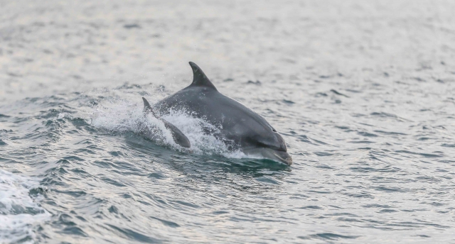 Bottlenose Dolphins (Tom McDonnell)